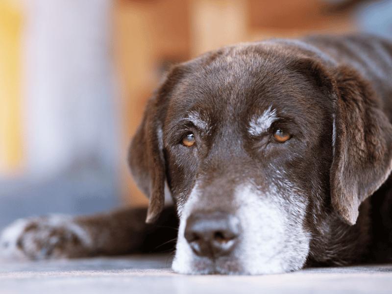 Older dog with a grey muzzle resting comfortably at home