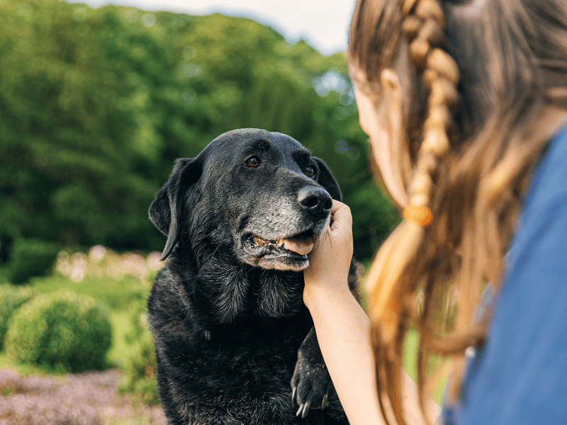 Healthy older black dog with a grey muzzle being gently stroked outdoors