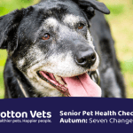 Older dog with a grey muzzle resting comfortably