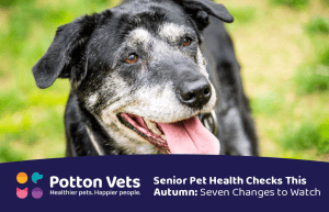 Older dog with a grey muzzle resting comfortably